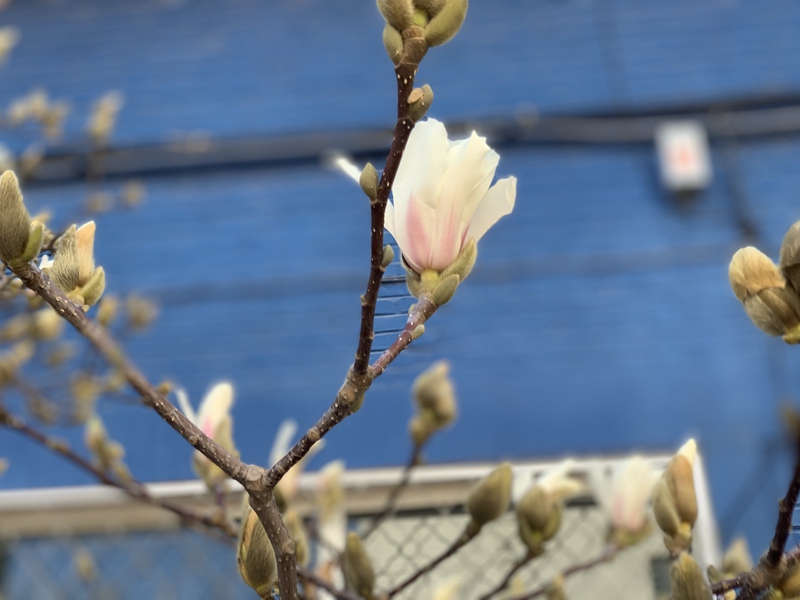 北京中醫(yī)藥大學 和平街校區(qū)的玉蘭花（學校黨委宣傳部供圖）