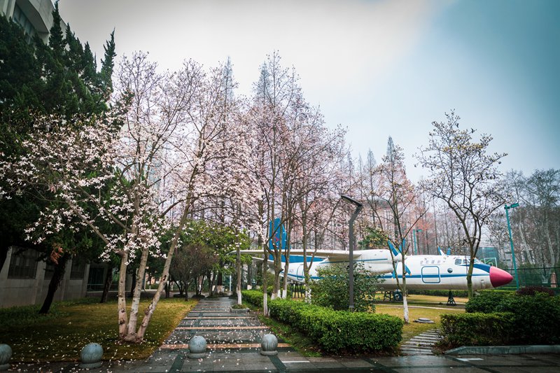 南京航空航天大學 明故宮校區(qū)圖書館前花叢中的大飛機（唐宇明/攝）