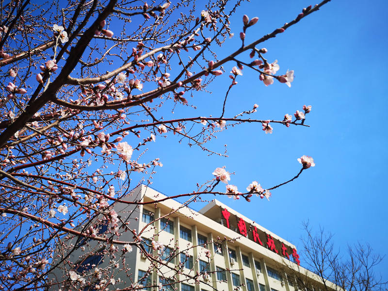 中國民航大學(xué) 期待已久的桃花終於被和煦的春風(fēng)吹開臉龐，露出有些嬌羞的微笑（張雅博/攝）