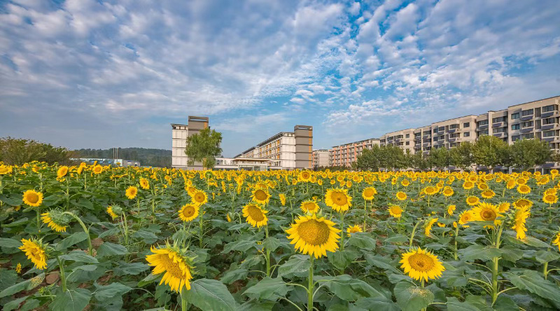 南京郵電大學(xué)：向日葵花海生機(jī)勃勃，層層金色海浪隨風(fēng)搖曳，盡情地綻放生命的光彩，蓬勃的模樣，陽光的味道，這一抹亮麗的風(fēng)景是南郵秋日的油畫。王存宏攝