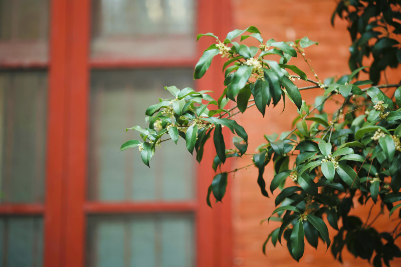 浙江大學(xué)之江校區(qū)盛開的桂花，清芬襲人，濃香遠(yuǎn)逸。王崇均攝