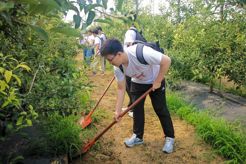 上海財(cái)經(jīng)大學(xué)調(diào)研師生在河北省保定市一蘋(píng)果園種植基地參加勞動(dòng)。校方供圖