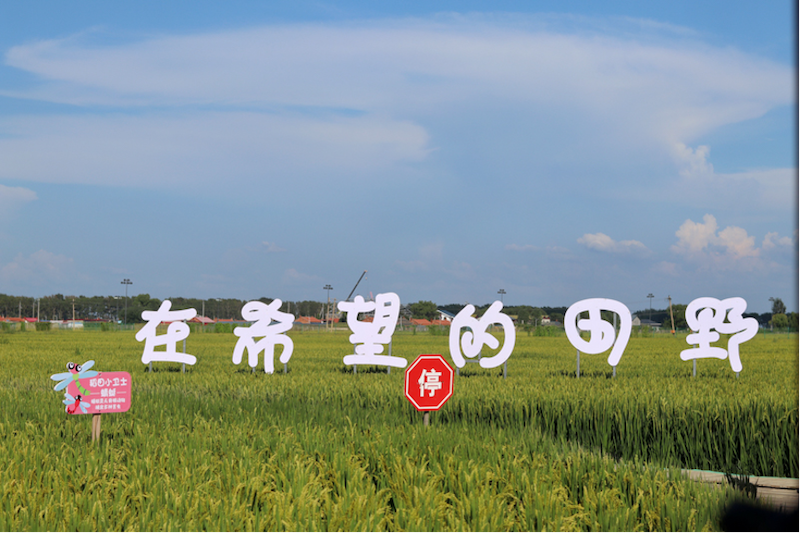 “在希望的田野上”標(biāo)語展現(xiàn)了沈北人民對美好生活的向往。北京科技大學(xué) 劉婧琦攝