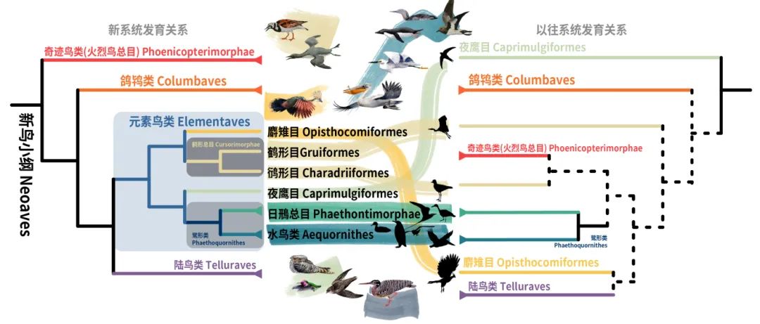 新鳥小綱主要類群的分類變動(dòng)。浙江大學(xué)供圖