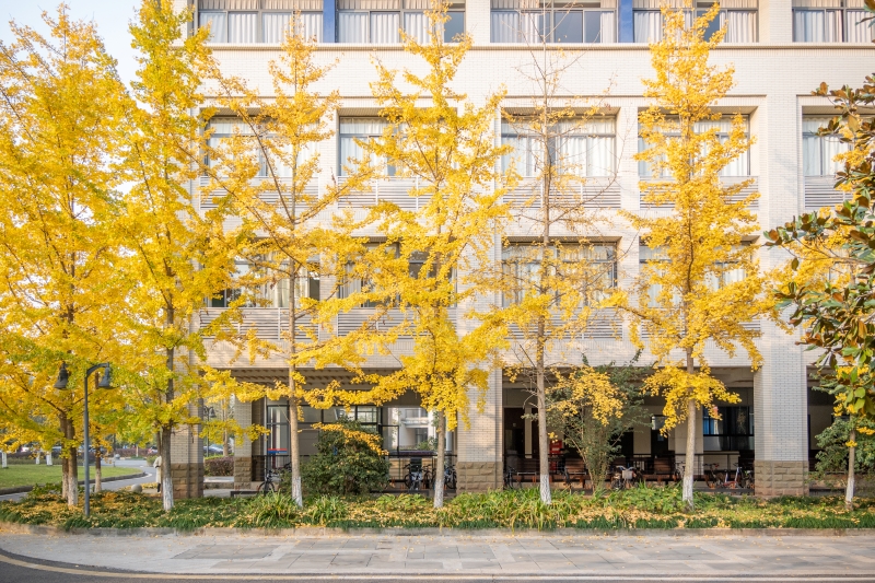 重慶大學(xué)校園內(nèi)，銀杏裝點(diǎn)秋日風(fēng)景。劉琪攝 