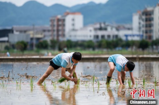 圖為5月21日，兩名學(xué)生在綏陽縣旺草萬畝大壩體驗(yàn)插秧。唐哲 攝