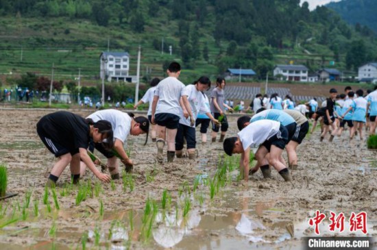 圖為5月21日，綏陽縣旺草中學(xué)學(xué)生在旺草萬畝大壩體驗(yàn)插秧。唐哲 攝