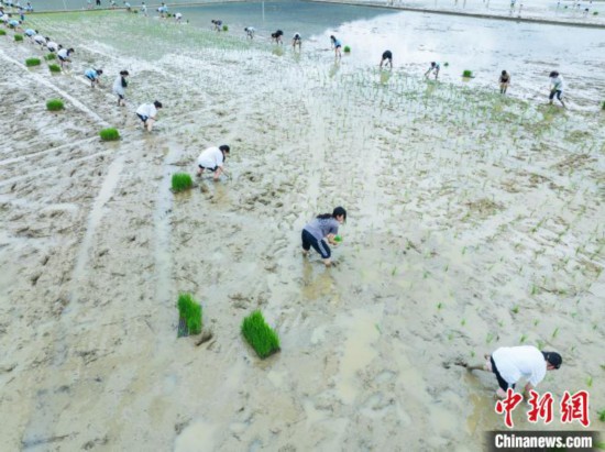 圖為5月21日，航拍綏陽縣旺草中學(xué)學(xué)生在旺草萬畝大壩體驗(yàn)插秧。唐哲 攝