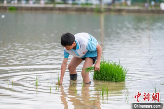 圖為5月21日，一名學(xué)生在綏陽縣旺草萬畝大壩體驗(yàn)插秧。唐哲 攝