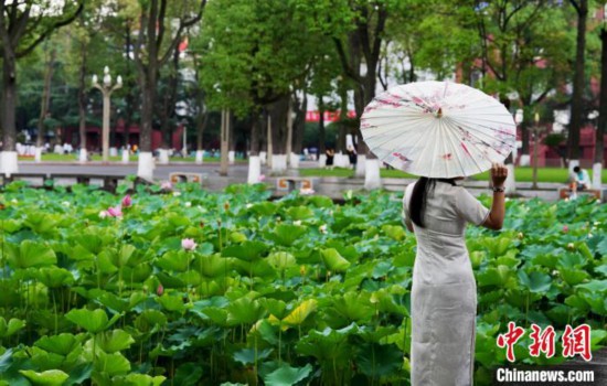 6月19日，時(shí)值一年畢業(yè)季，四川大學(xué)望江校區(qū)荷花池裡的荷花盛開，成為了畢業(yè)生們的打卡聖地，吸引了眾多畢業(yè)生拍照留念。圖為畢業(yè)生在荷花池邊拍照留念。中新社記者 安源 攝